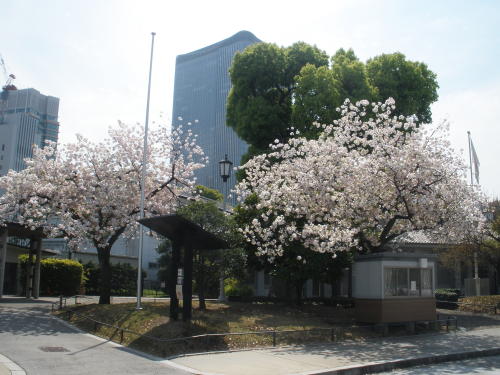 楠公レストハウス横に咲く桜