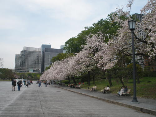 春は桜が満開になる