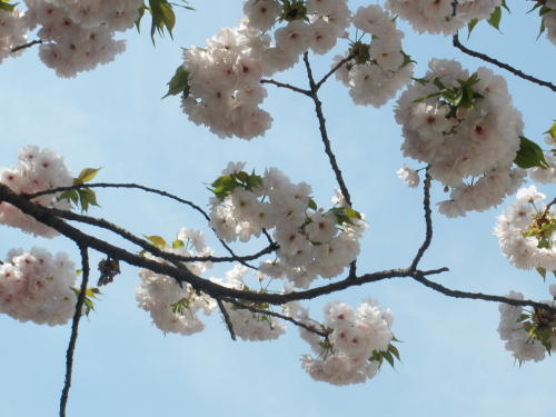 桜の花を近くから