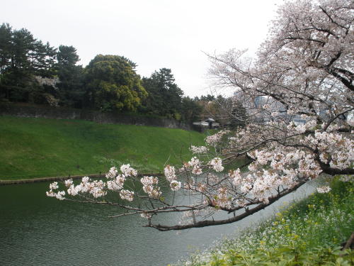 桜と半蔵門