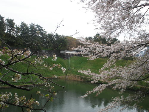半蔵門と桜