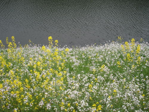 半蔵濠の土塁に咲く春の花たち