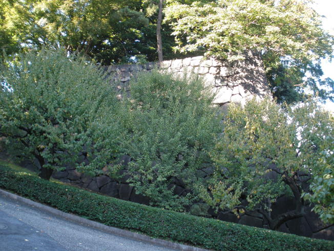 梅林坂の下から見上げた時の右側、渡櫓門の袖石垣１