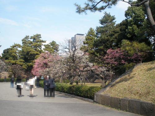 皇居東御苑内に咲く梅の花