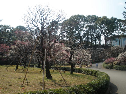 江戸城の下梅林門跡と梅の花
