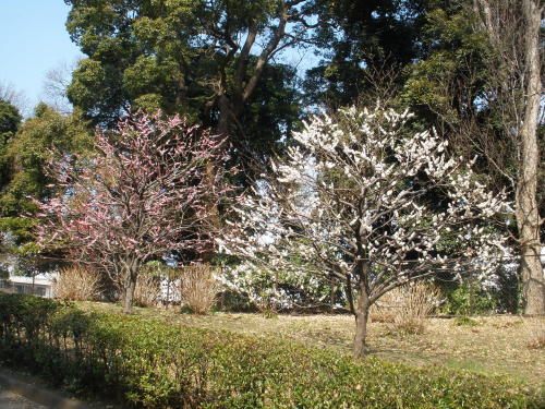 皇居東御苑の梅林坂に咲く梅の花