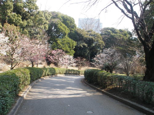 皇居東御苑で春に梅の花が咲き誇る梅林坂