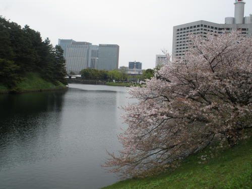 桜田濠の土塁に咲く桜と桜田門