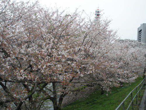 土塁に咲く桜