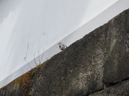 桜田門の石垣にとまる小鳥