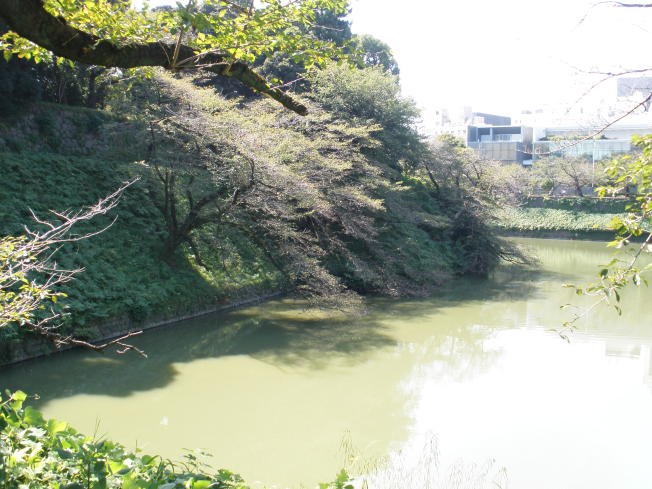 土橋の上から見た千鳥ヶ淵