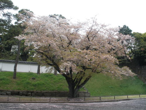 枡形内（門の中）にある桜