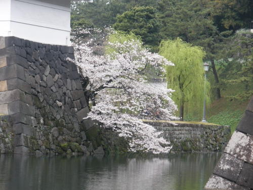 枡形からはみ出して咲く桜