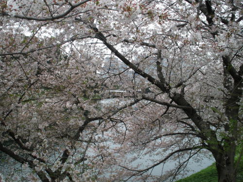 土塁に咲く桜を近くから