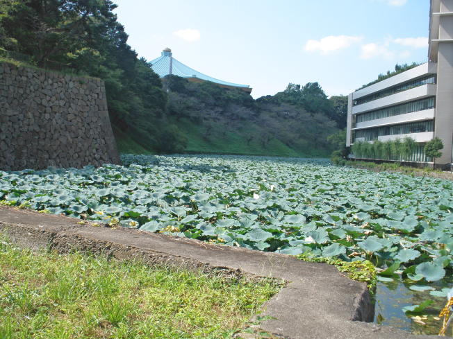 Ushigafuchi moat and the roof of the Nippon Budokan