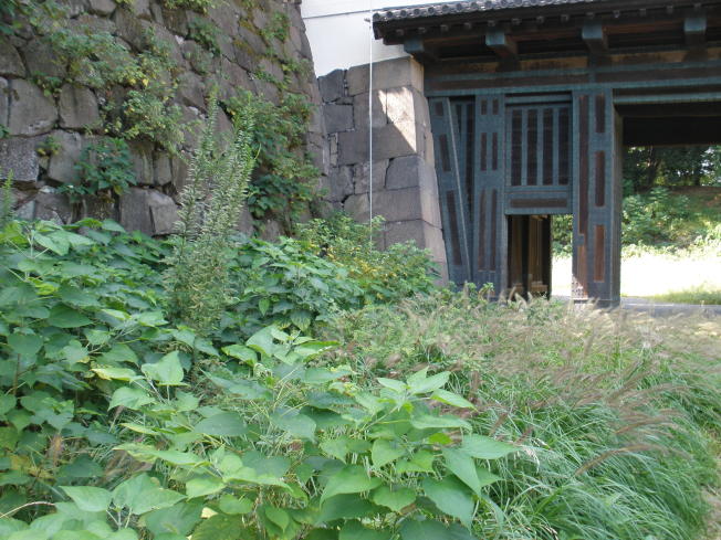 The enclosure covered with grass in autumn (1)