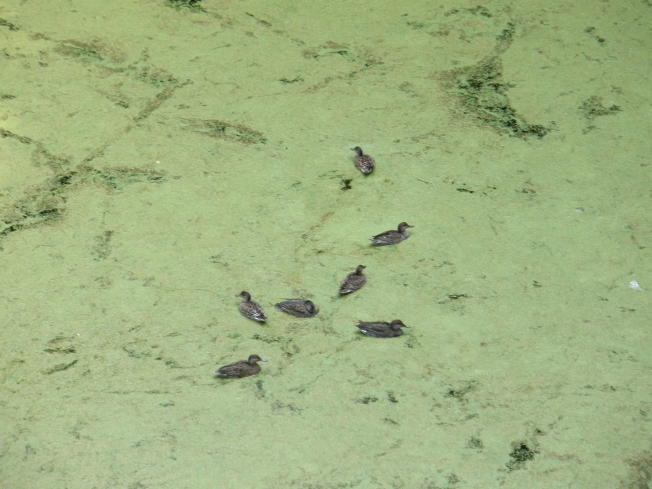 Waterfowl gathering on Shimizu Moat