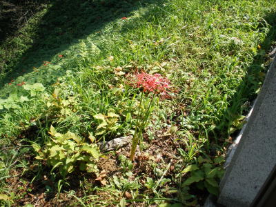 Red spider lilies blooming on the earthen embankment