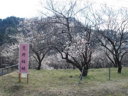 荒井梅林の梅2