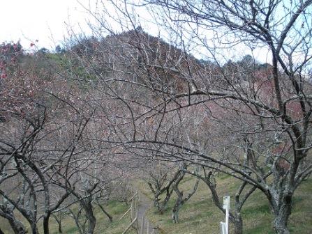 木下沢梅林の梅4