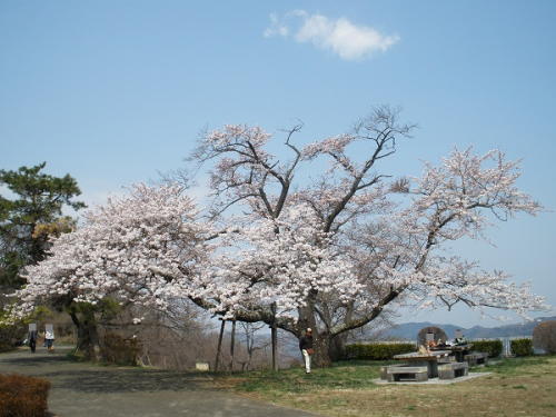 美の山公園内に咲くソメイヨシノ