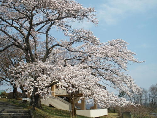 入口展望台付近の桜