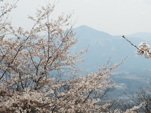 美の山公園の桜と武甲山（写真中央）