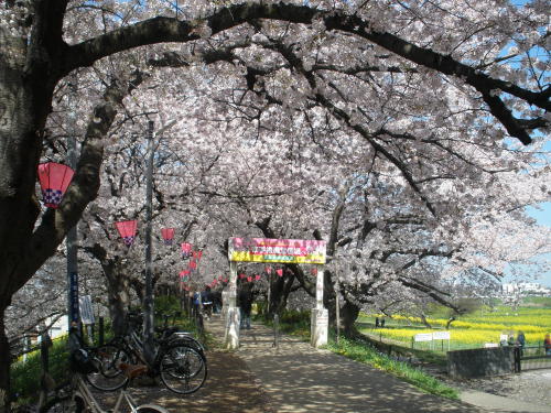 権現堂公園内桜堤の桜並木