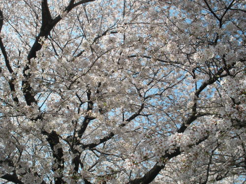 桜並木を下から見上げる