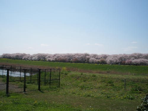 3号公園から見た桜堤の桜並木