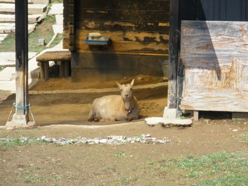 飼育されているヤギ