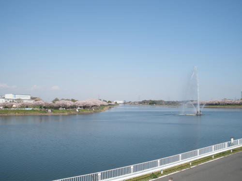 展望台から見た権現堂調整池（行幸湖）