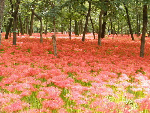 Kinchakuda and Cluster Amaryllis Festival