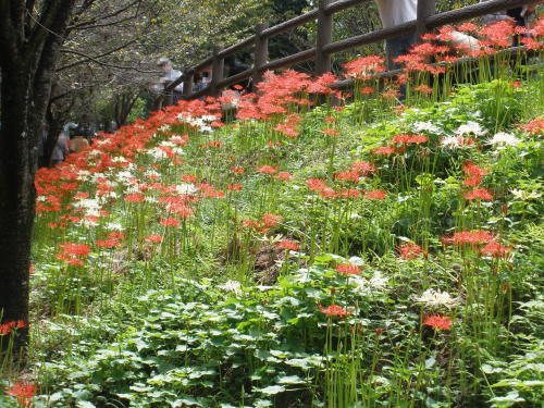 White flowers mixed among the red blooms