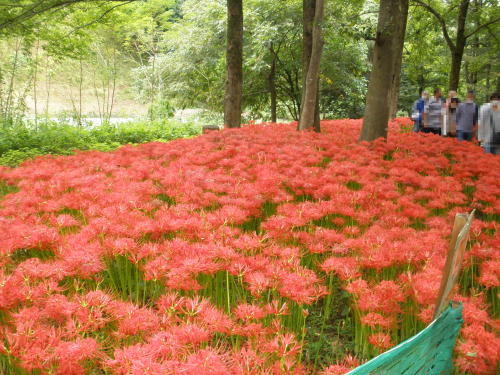 The Koma Rever flowing beside the blooming cluster amaryllis