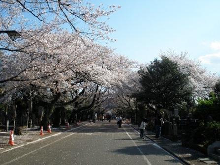 Cherry blossoms on Sakura Street at Yanaka Cemetery 2