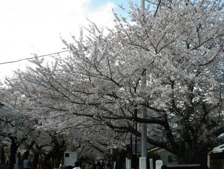 Cherry blossoms on Sakura Street at Yanaka Cemetery 4