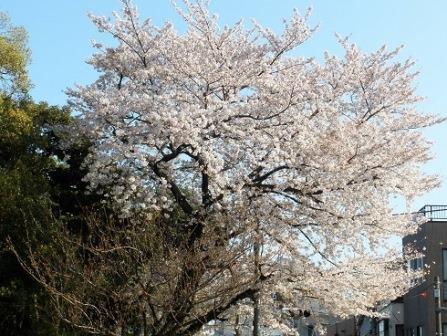 Cherry blossoms on Sakura Street at Yanaka Cemetery 5