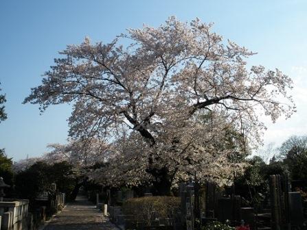 Cherry blossoms within the cemetery
