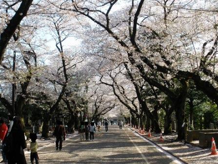 Cherry blossoms on Sakura Street at Yanaka Cemetery 3