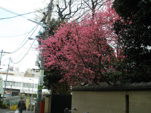Flowers blooming at Tennoji Temple (1)