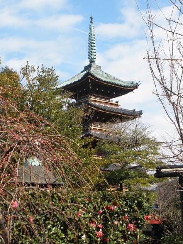 五重塔とぼたん苑に咲く花々