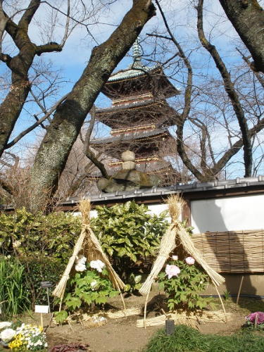 冬ぼたんと五重塔