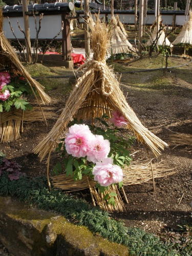 うすいピンクのぼたん