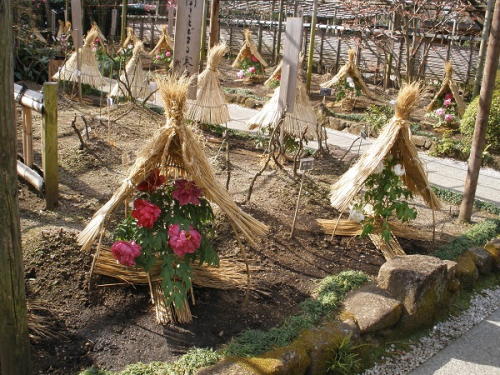 苑内の通路に沿って咲くたくさんのぼたん