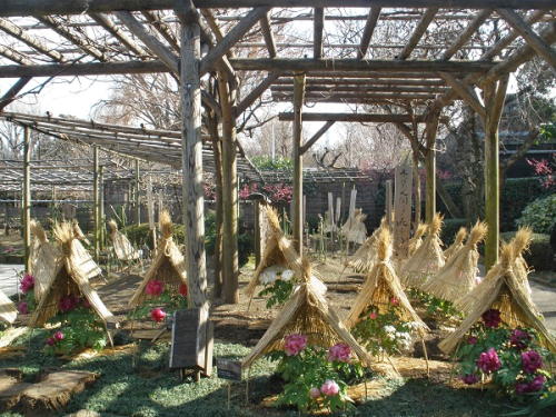 まとまって咲くぼたん